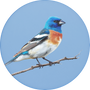 Lazuli Bunting Image