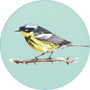 Magnolia Warbler Image
