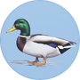 Mallard Image