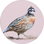 Northern Bobwhite Image