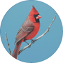 Northern Cardinal Image