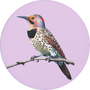 Northern Flicker Image