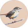House Wren Image