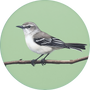 Northern Mockingbird Image