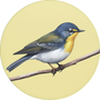 Northern Parula Image