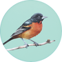 Orchard Oriole Image
