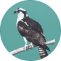 Osprey Image