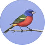 Painted Bunting Image