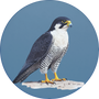 Peregrine Falcon Image
