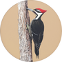 Pileated Woodpecker Image