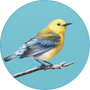 Prothonotary Warbler Image