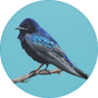 Purple Martin Image