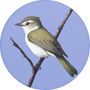 Red-eyed Vireo Image