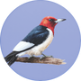 Red-headed Woodpecker Image