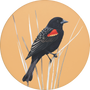 Red-winged Blackbird Image