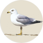 Ring-billed Gull Image