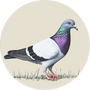 Rock Pigeon Image