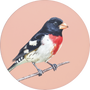 Rose-breasted Grosbeak Image