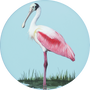 Roseate Spoonbill Image