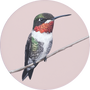 Ruby-throated Hummingbird Image