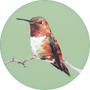 Rufous Hummingbird Image