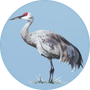 Sandhill Crane Image