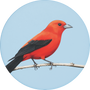 Scarlet Tanager Image