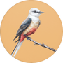 Scissor-tailed Flycatcher Image