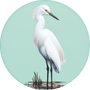 Snowy Egret Image