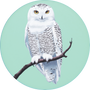 Snowy Owl Image