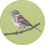 Song Sparrow Image
