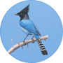 Steller's Jay Image