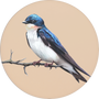 Tree Swallow Image