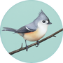 Tufted Titmouse Image