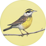 Western Meadowlark Image