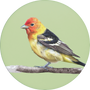 Western Tanager Image
