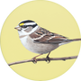 White-throated Sparrow Image