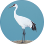 Whooping Crane Image