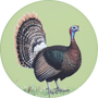 Wild Turkey Image