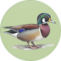 Wood Duck Image