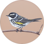 Yellow-rumped Warbler Image