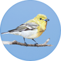 Yellow-throated Vireo Image