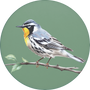Yellow-throated Warbler Image