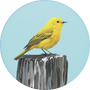 Yellow Warbler Image