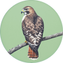 Red-tailed Hawk Image