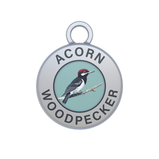 Acorn Woodpecker Image