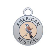 American Kestrel Image