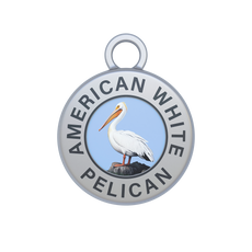 American White Pelican Image