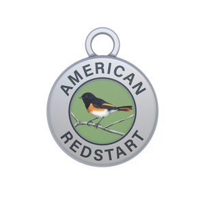 American Redstart Image