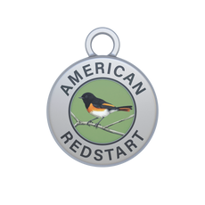 American Redstart Image